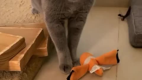 That say's don't touch my toy cutest meow