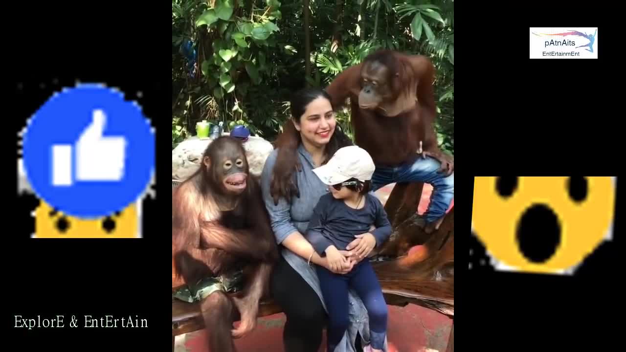 #JituAman​ | Orangutan kiss girl | Gorilla kiss to Indian Girl | gorillato girlla