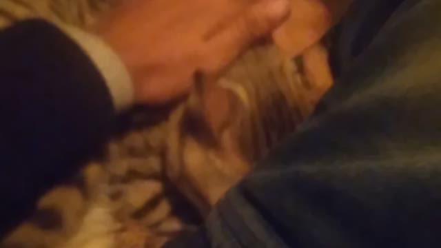 Beautiful.cat