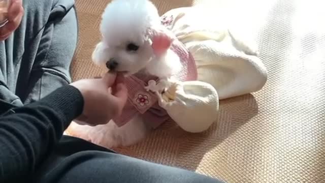 Puppy greeting the new year