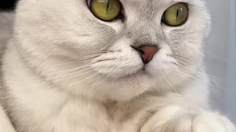 🥲_#cat_#cats(1080p60)