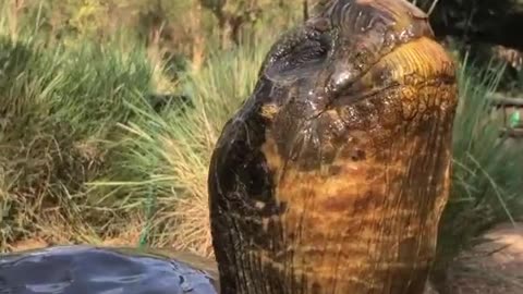 Tortoise Keeps Cool
