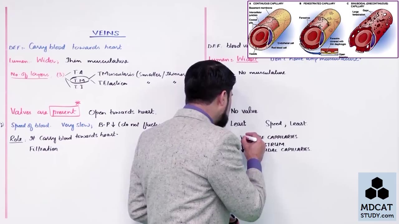 LEC#24 BLOOD VESSELS