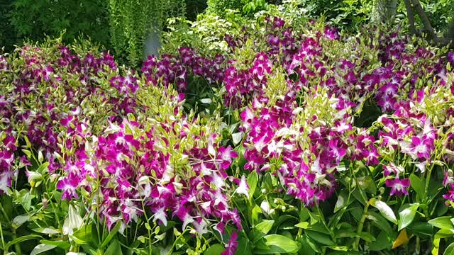 Beautiful orchids collection