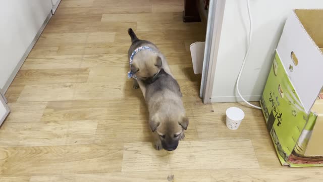 A playful female baby Jindo dog