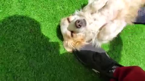 How to put an end to husky shedding! (Delomo grooming gloves)
