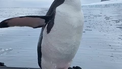 Penguin wants to hang out