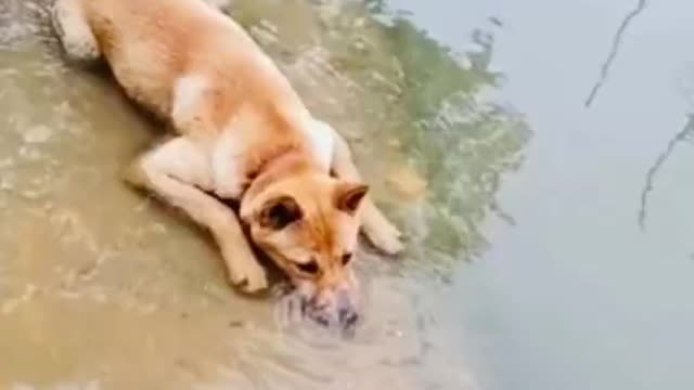 A dog learning to dive