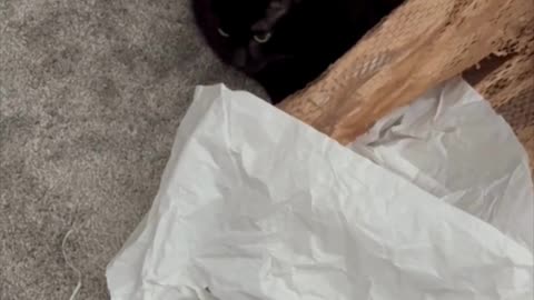 Cute Precious Piper Likes to Sit By Her Packing Paper - Adopting a Cat from a Shelter Vlog #shorts