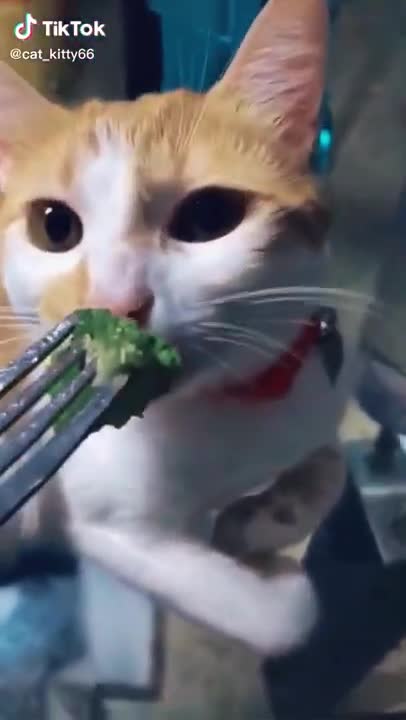 Do Cat Like Vegetables? 🤔🤔🙀🙀