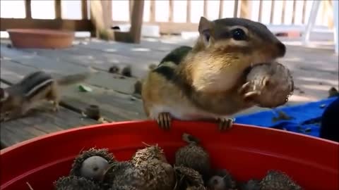 Cute chipmunt mukbang