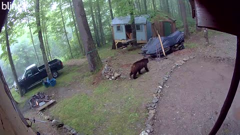 Central VT Bear