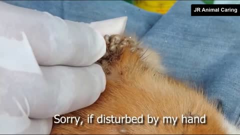 Men helping poor dog from dangerous ticks attack.