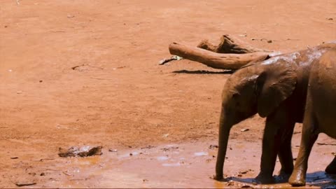 Two beautiful puppies of elephants having fun