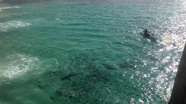 Galapagos Sharks Feeding Off of Ascension Island