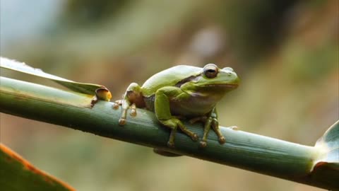 How the frog floats out of the water