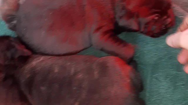 WARHAMMER CANE CORSO Hemi Cuda x Denali pups