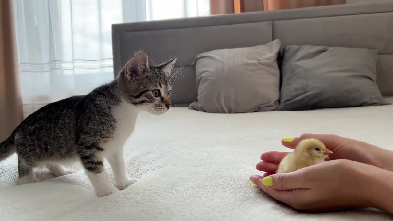 Funny Kittens Reaction to Tiny Chicken