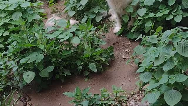 Parys (dog) and Aslan (cat) playing