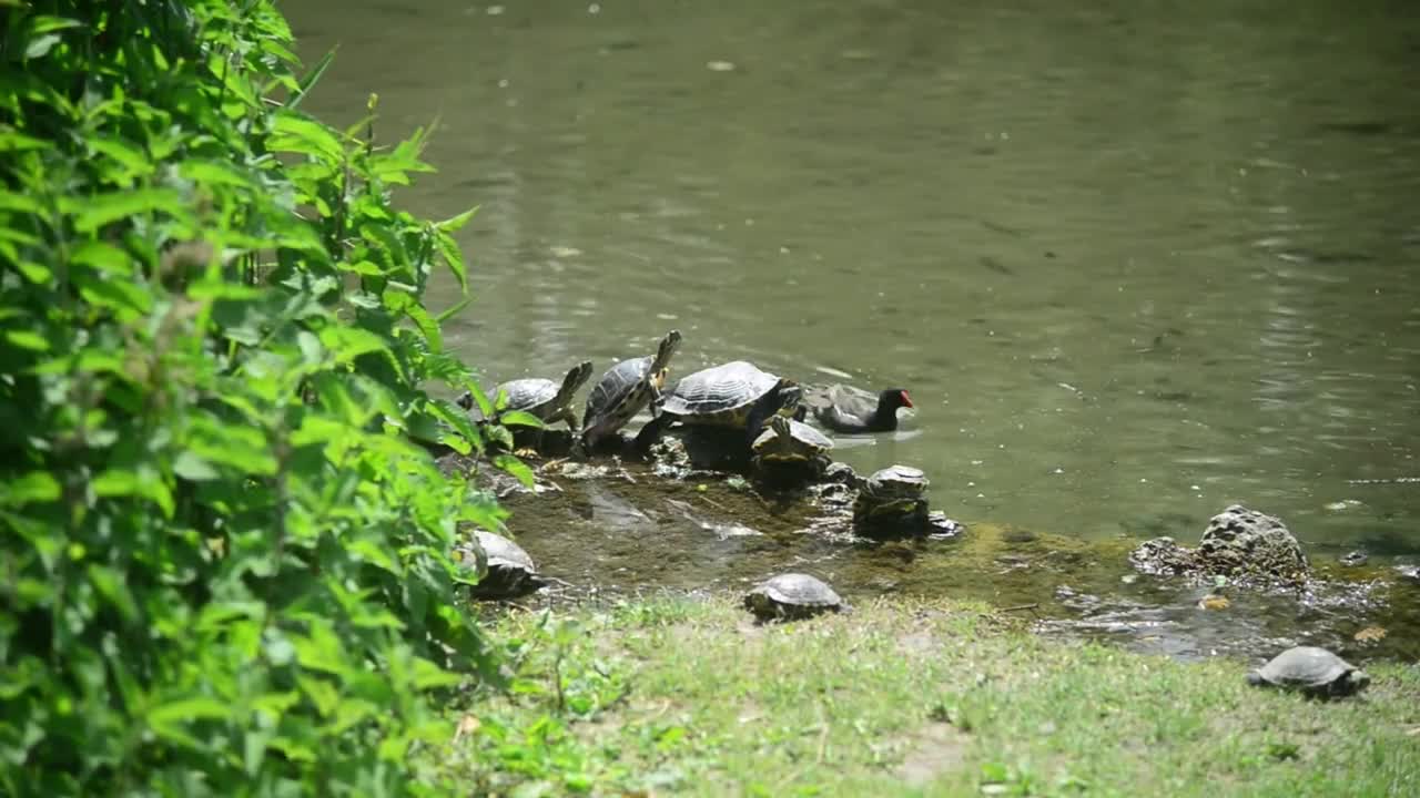 Milan, Italy - park Sempione - turtles bask in the sun