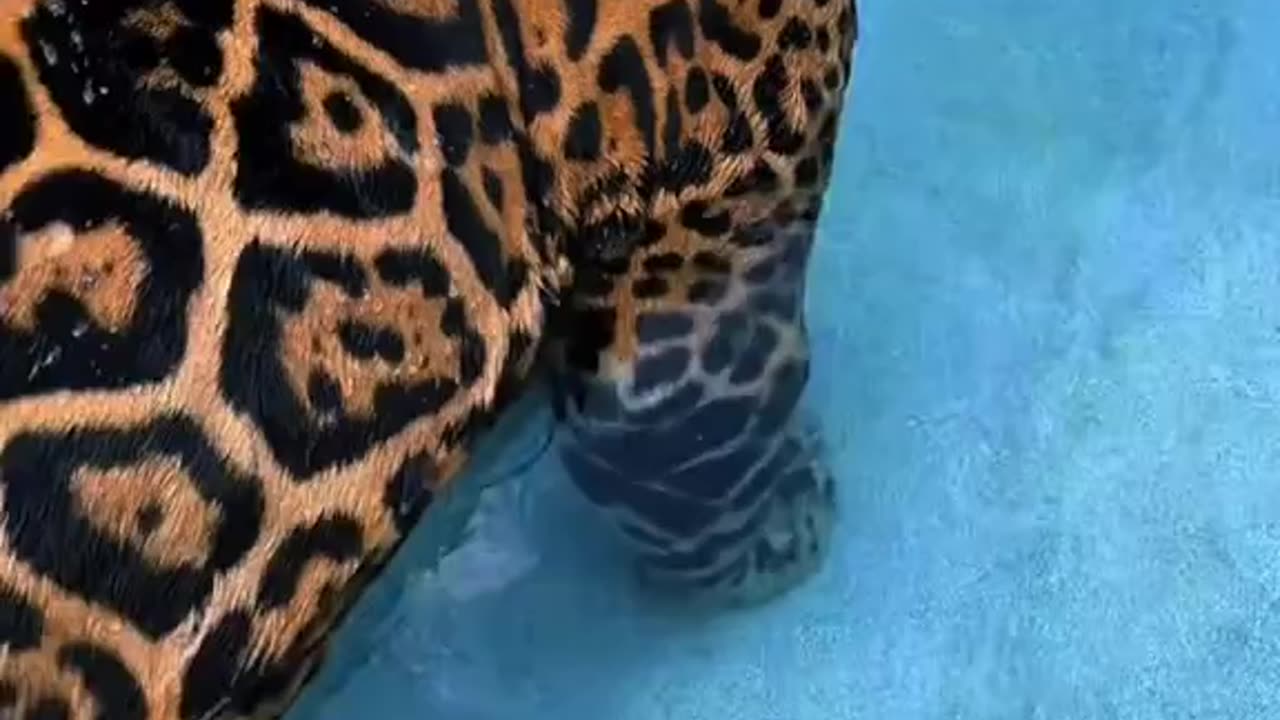 And the Kitty 🐈 has a Swimmy 🐬#cat#kitty#view