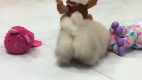 Dogs love to play with toys.