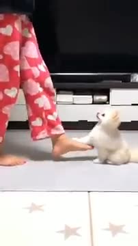 Cute dog dancing