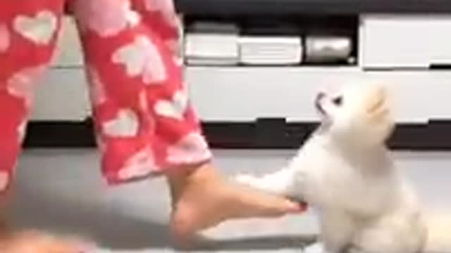 Cute dog dancing