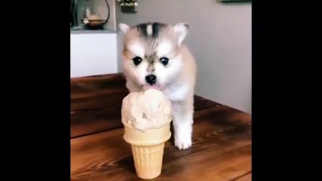 Funny dog videos