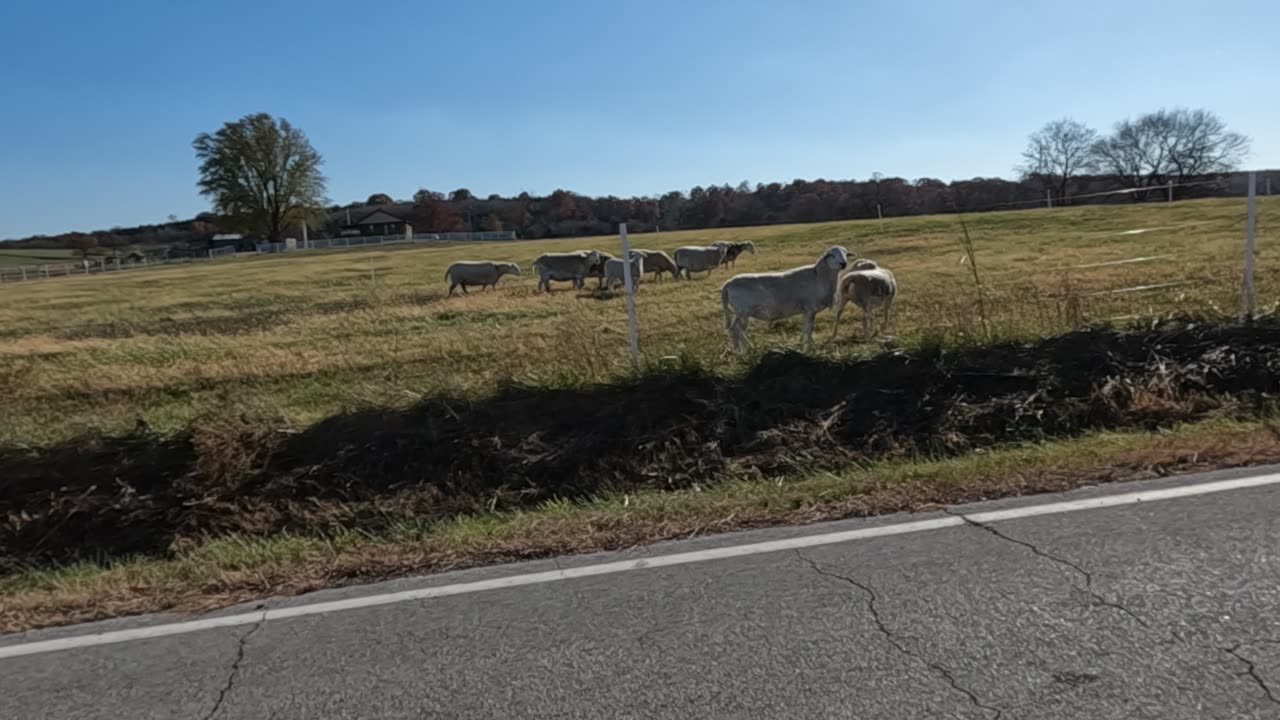 Talking Memes: SHEEP