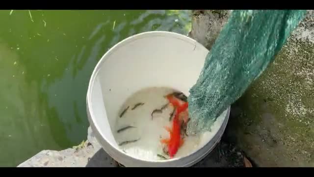 freshly caught goldfish