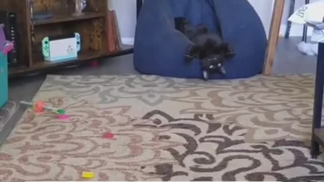 Top funny cute dog and video#short