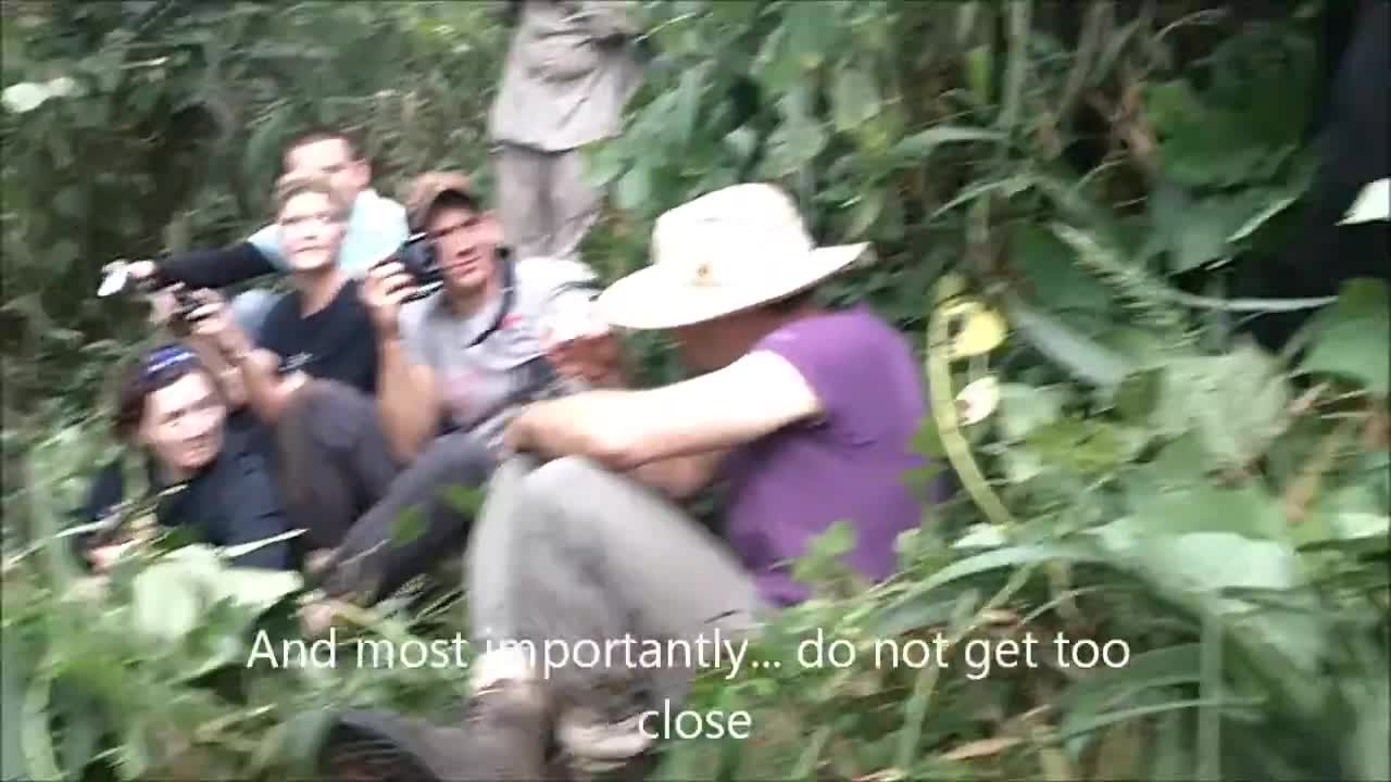 Memorable Hug By Wild Mountain Gorilla