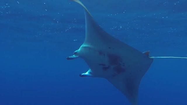 Manta ray swimming in the ocean