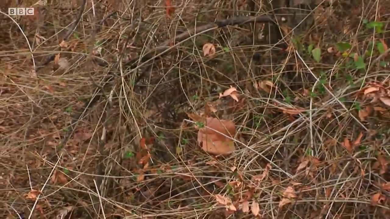 Top 5 Tiger Moments | Part 2 | BBC Earth