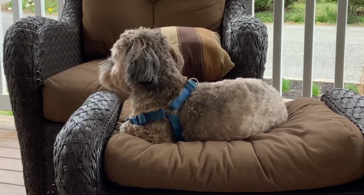 Baxter enjoying the breeze - love