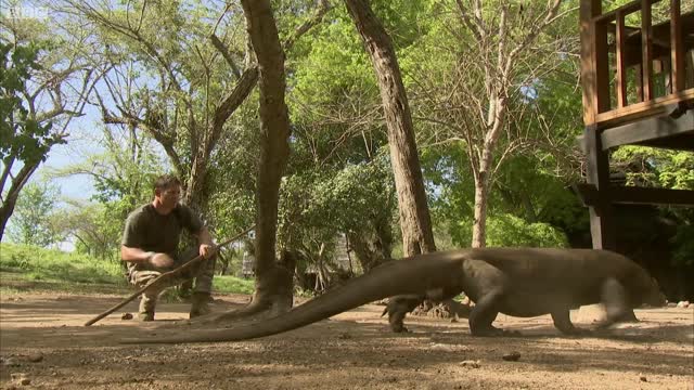 Largest Lizard on Earth | The Komodo Dragon | Deadly 60 | Indonesia | Series 3 | BBC