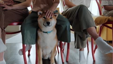 dog best family