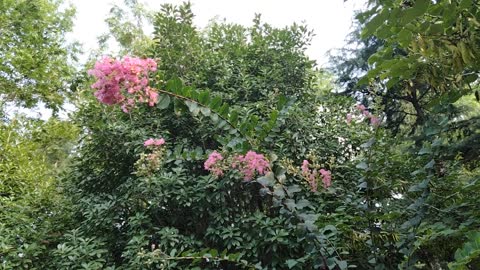 I just like clusters of pink flowers