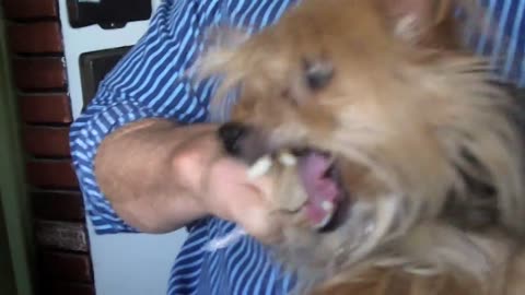 "Killer" Yorkie attacks owner