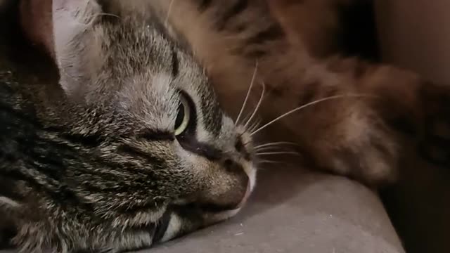 Cut cat