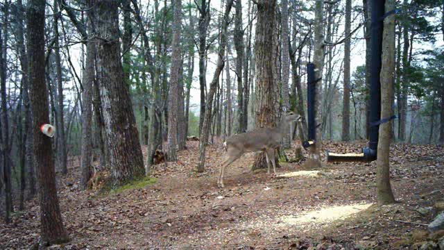 The Woods - 01/25/2021