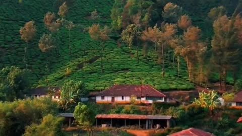 Munnar tea estate