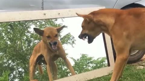 Dog funny video ll Dog vs Mirror ll Dog prank funny video ll