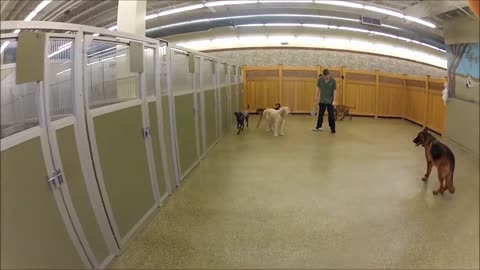 Dog care facility in New Jersey - Daytime Big Dogs Playing