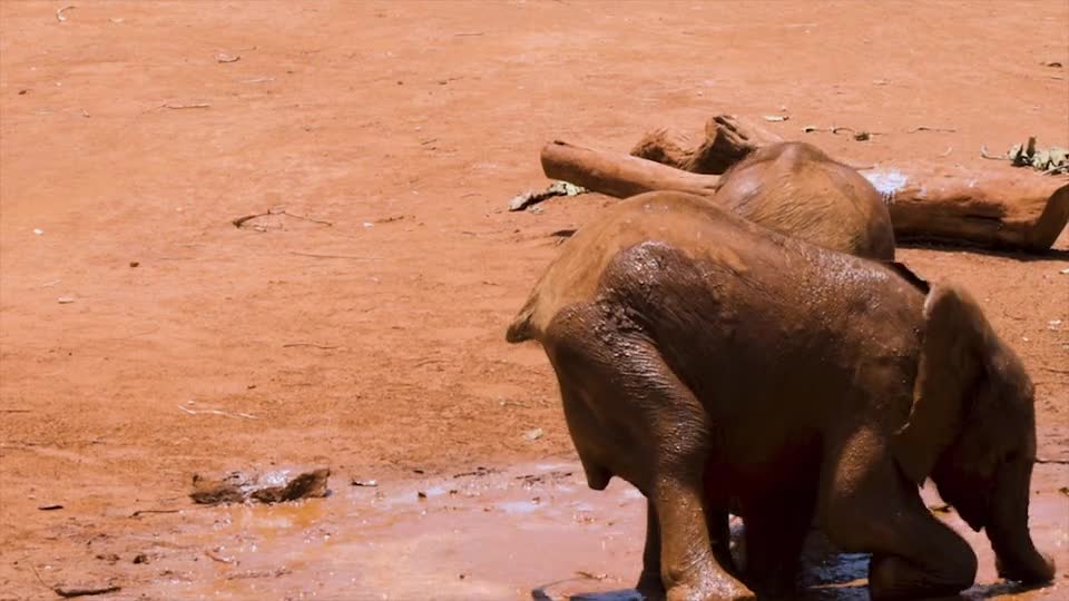 Beautiful Baby Elephants Mud Bathing