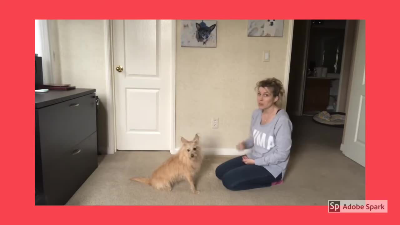 How to TRAIN your Dog To Sit