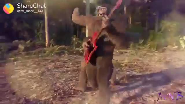 African monkey dancing to a song 🐒🐒