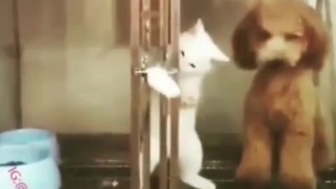 Gato Fugitivo