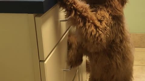 Brown dog stands next to counter looks like human